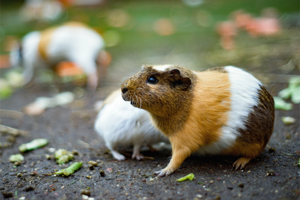 Guinea Pig Popcorning (Why Is My Guinea Pig Twitching?)