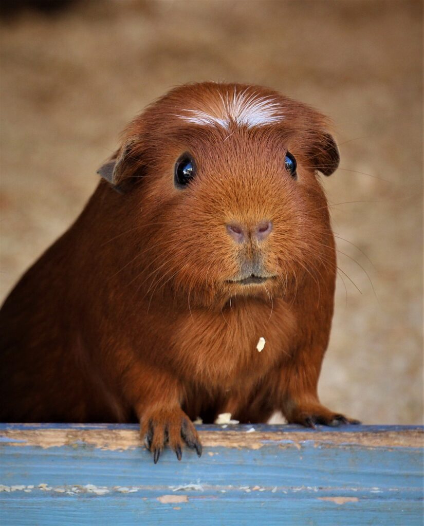 Do Cats And Guinea Pigs Get Along? Can They Be Friends?