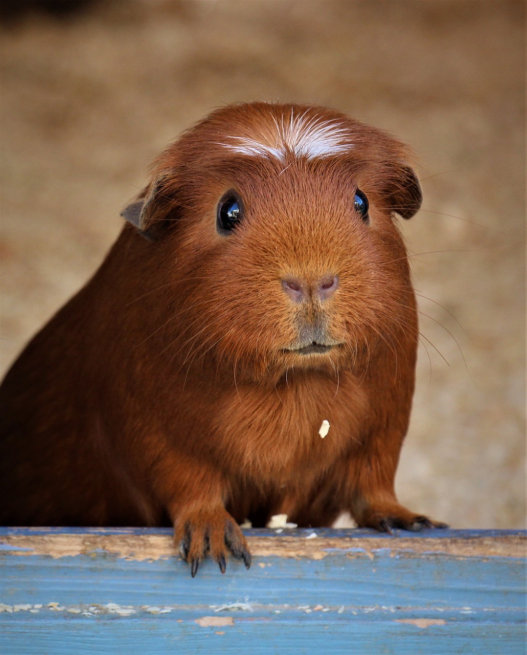 Do Guinea Pigs Fart? (And Can It Be A Health Concern?)