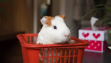 guinea pig starter kit