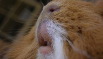 guinea pig teeth chattering