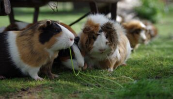guinea pig vs hamster