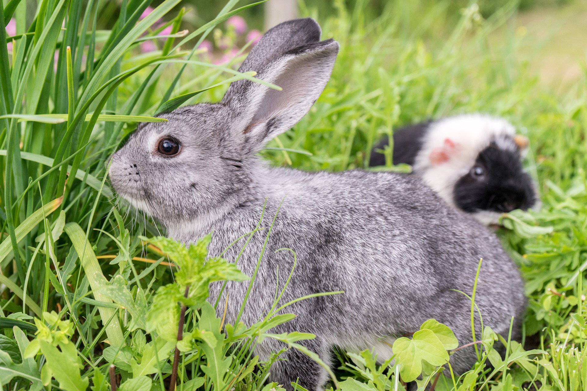 Guinea Pig Vs. Rabbit 10 Key Differences Between Them