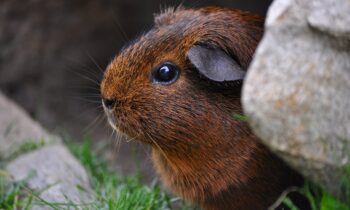 10 Best Guinea Pig Water Bottle Reviewed (2026 Update)