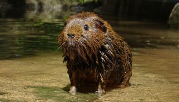guinea pig watery eyes