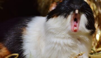 guinea pig yawning