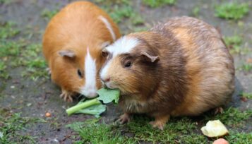 guinea pigs fighting