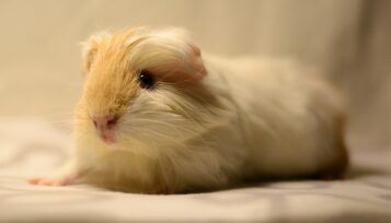 himalayan guinea pig