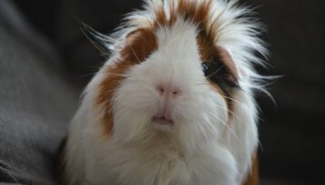 how do you know if a guinea pig is happy