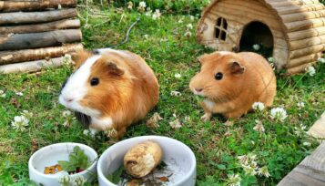 how long can guinea pigs go without food