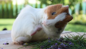 how to bathe a guinea pig