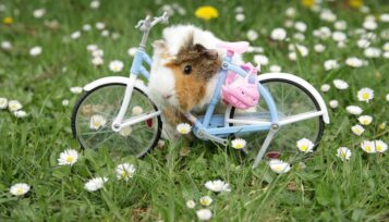 how to exercise a guinea pig