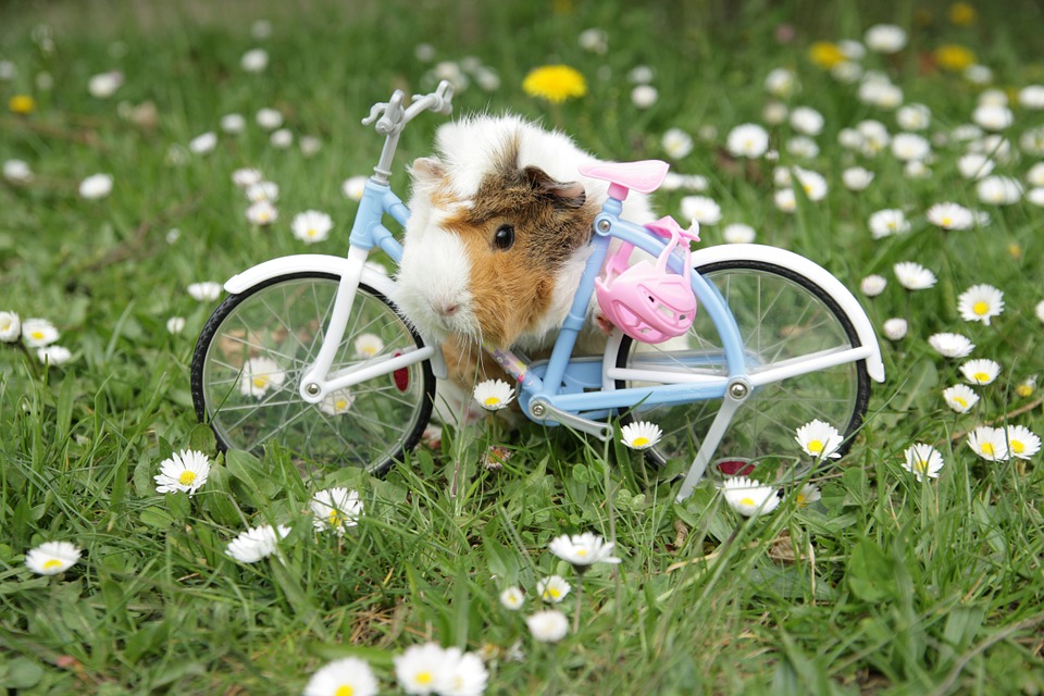 10 Ways To Exercise Your Guinea Pig My Pet Guinea Pig