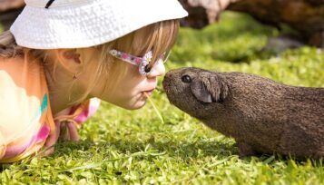 how to play with your guinea pig