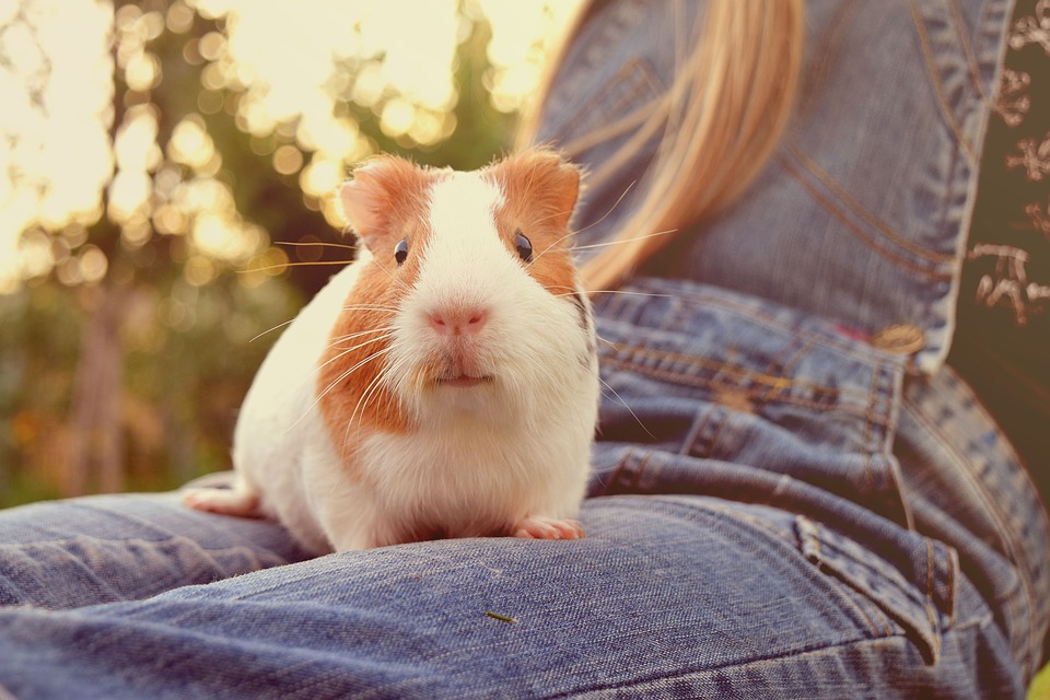 10 Simple Tips On How To Tame Your Guinea Pig