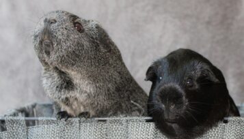 male guinea pig mounting another male