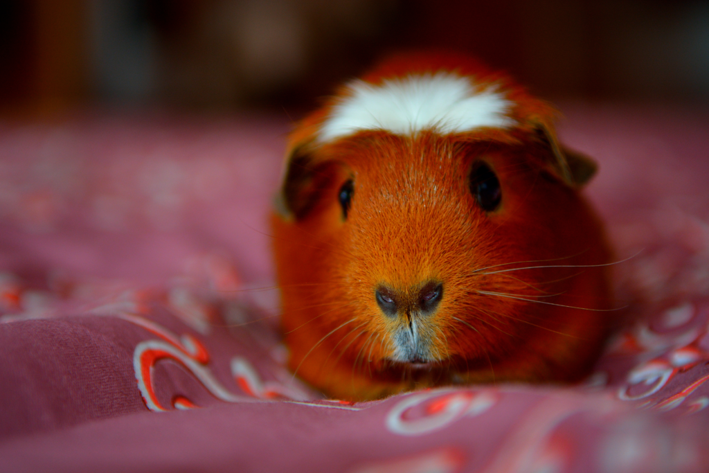 Movies With Guinea Pigs (Top 10 Movies With Famous Cavies)