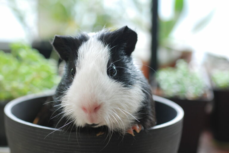 Do Guinea Pigs Need Exercise Wheels and Balls?