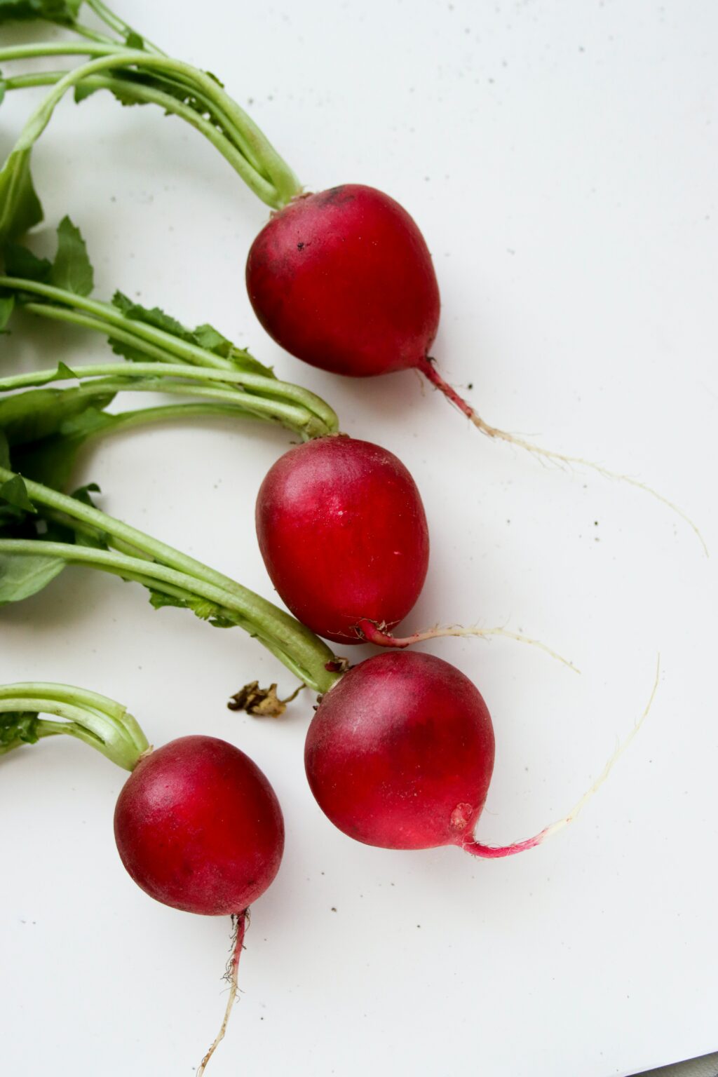 Can Guinea Pigs Eat Radishes? (Serving Size, Hazards & More) Can Guinea Pigs Eat Radishes? (Serving Size, Hazards & More)