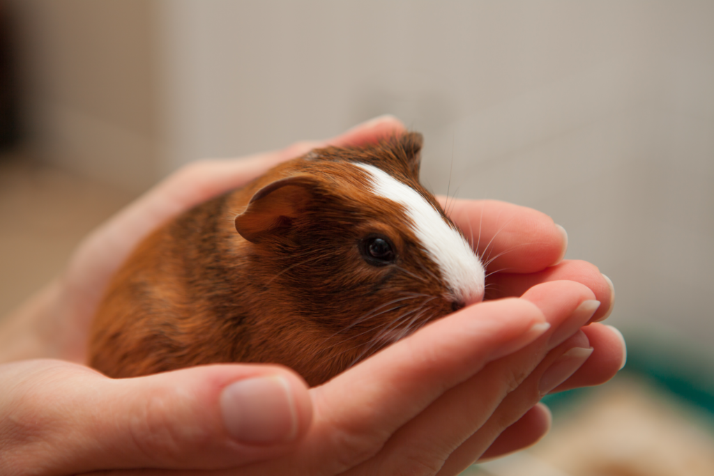 Ringworm in Guinea Pig (Treatment, Causes, Signs & FAQs)