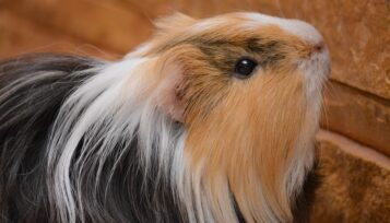 sheltie guinea pig