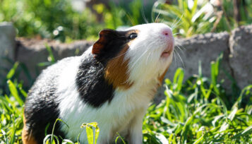 should guinea pigs live outside