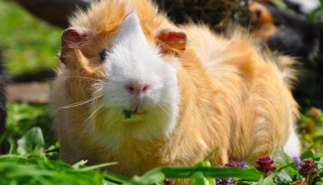 texel guinea pig