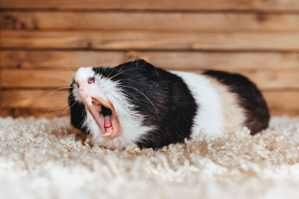 When Do Guinea Pigs Sleep? (At Night or During the Day?)