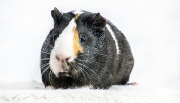 white crested guinea pig