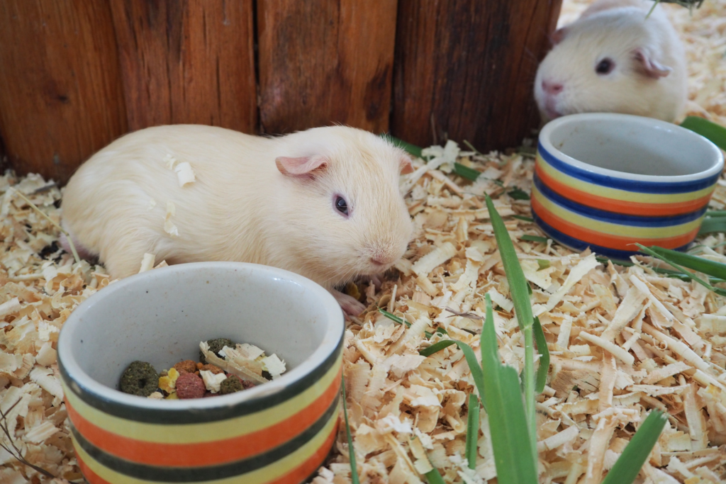 White Guinea Pigs (Breeding Facts, Traits, Life Span & FAQs)