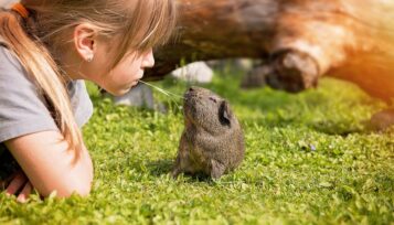 why does my guinea pig lick me